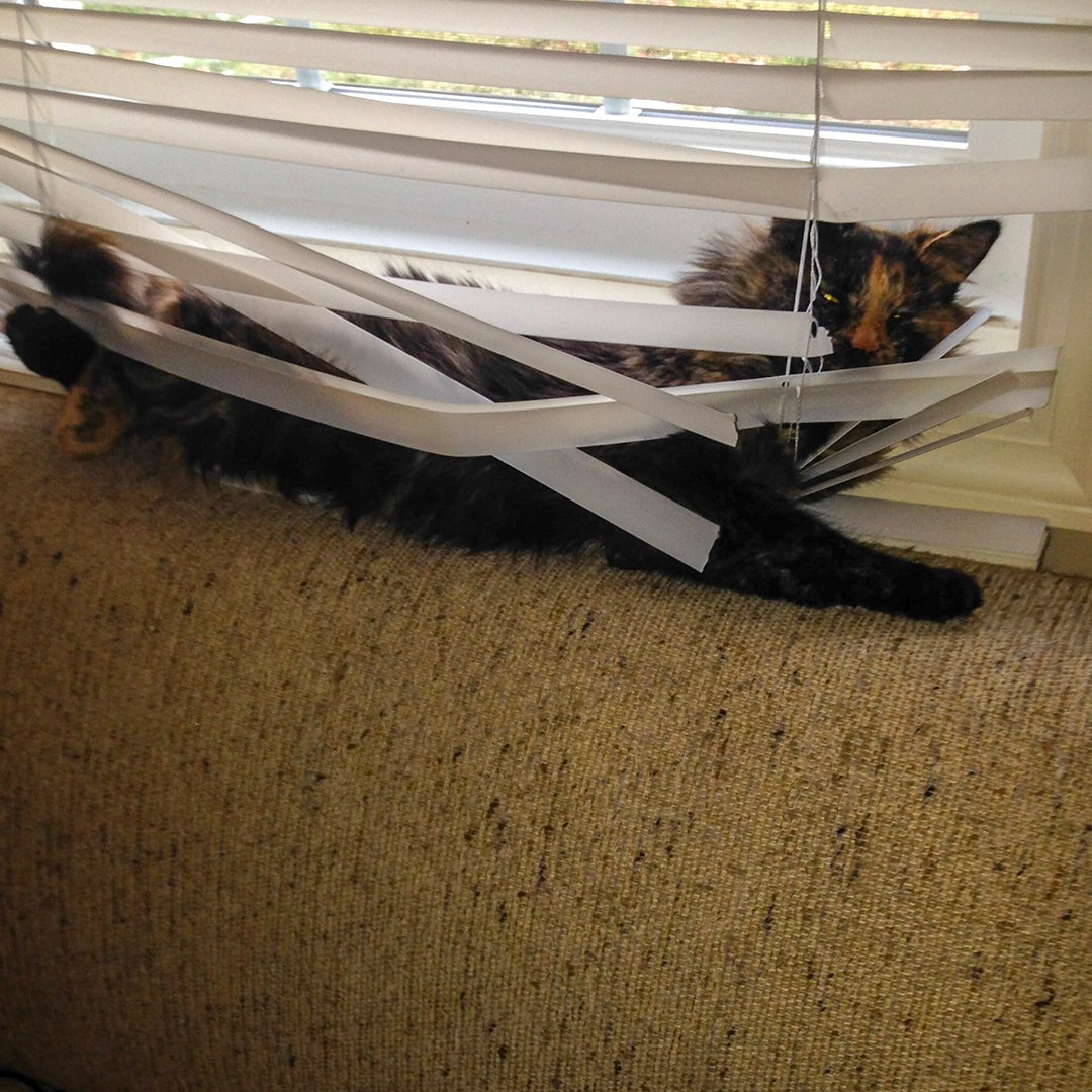 Window Safety Month: Tips For Keeping Your Family Safe - Dog Crate Safety And Window Treatment Safety